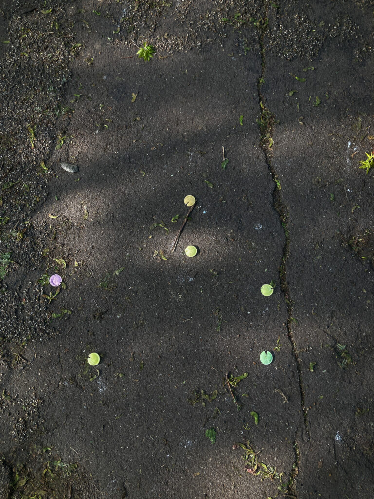 Photograph of a concrete path with flying saucer sweets on the floor in dappled light. The sweets have broken so they look a bit like pac-man characters.