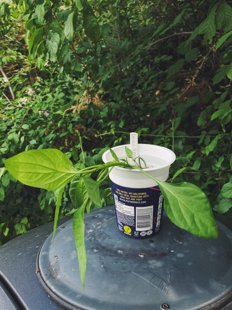 Photograph of a food pot with a pepper plant growing from it, labelled 'DEVIL'S BREATH', on top of a dustbin with plants behind.