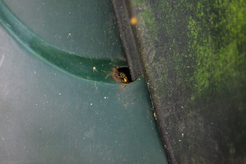 Photograph of a wasp at the edge of a hole by the entrance hatch to a green plastic compost bin.