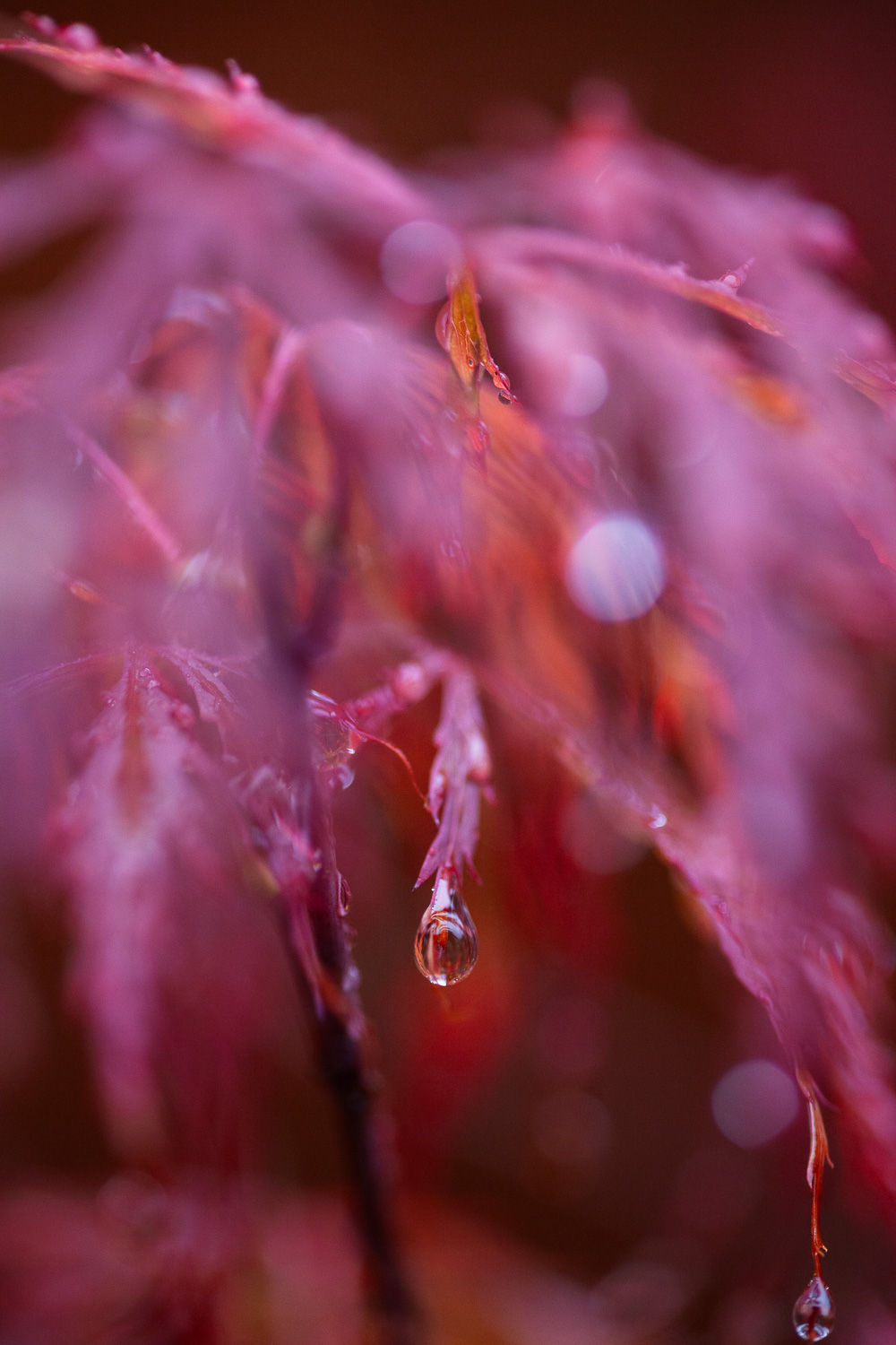 Photograph of a droplet of water hanging off the end of a deep red acer leaf, with just the droplet in focus and the rest of the plant blurred around it.