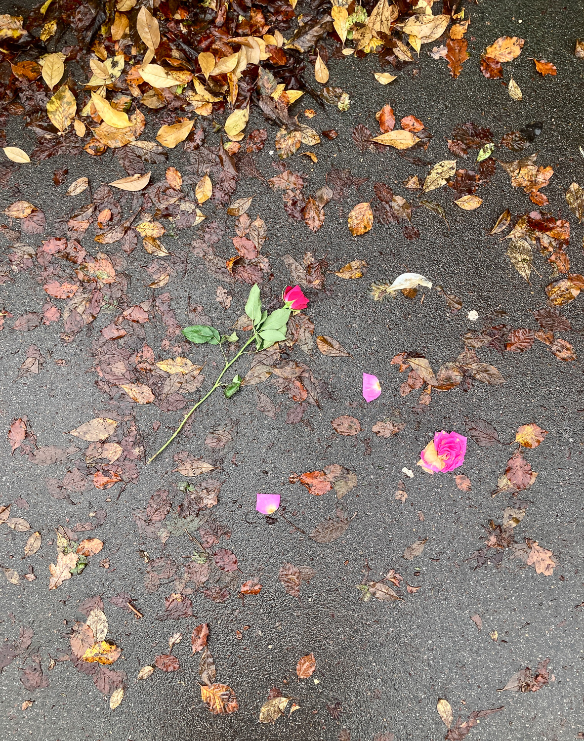 Photograph looking down at a long-stemmed pink rose on a wet pavement, with pink petals beneath and fallen brown leaves all around.