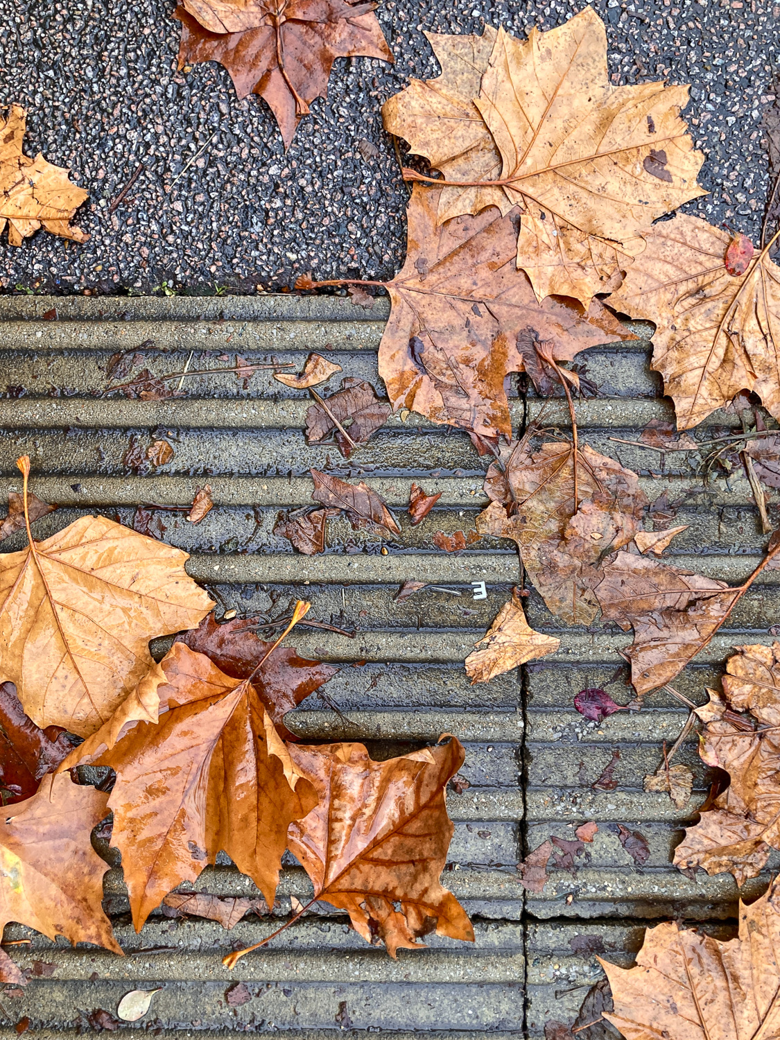 Photograph looking down at the ground at a very small plastic confetti 'E'. It's on wet ground, on some textured paving slabs, with fallen brown leaves around.