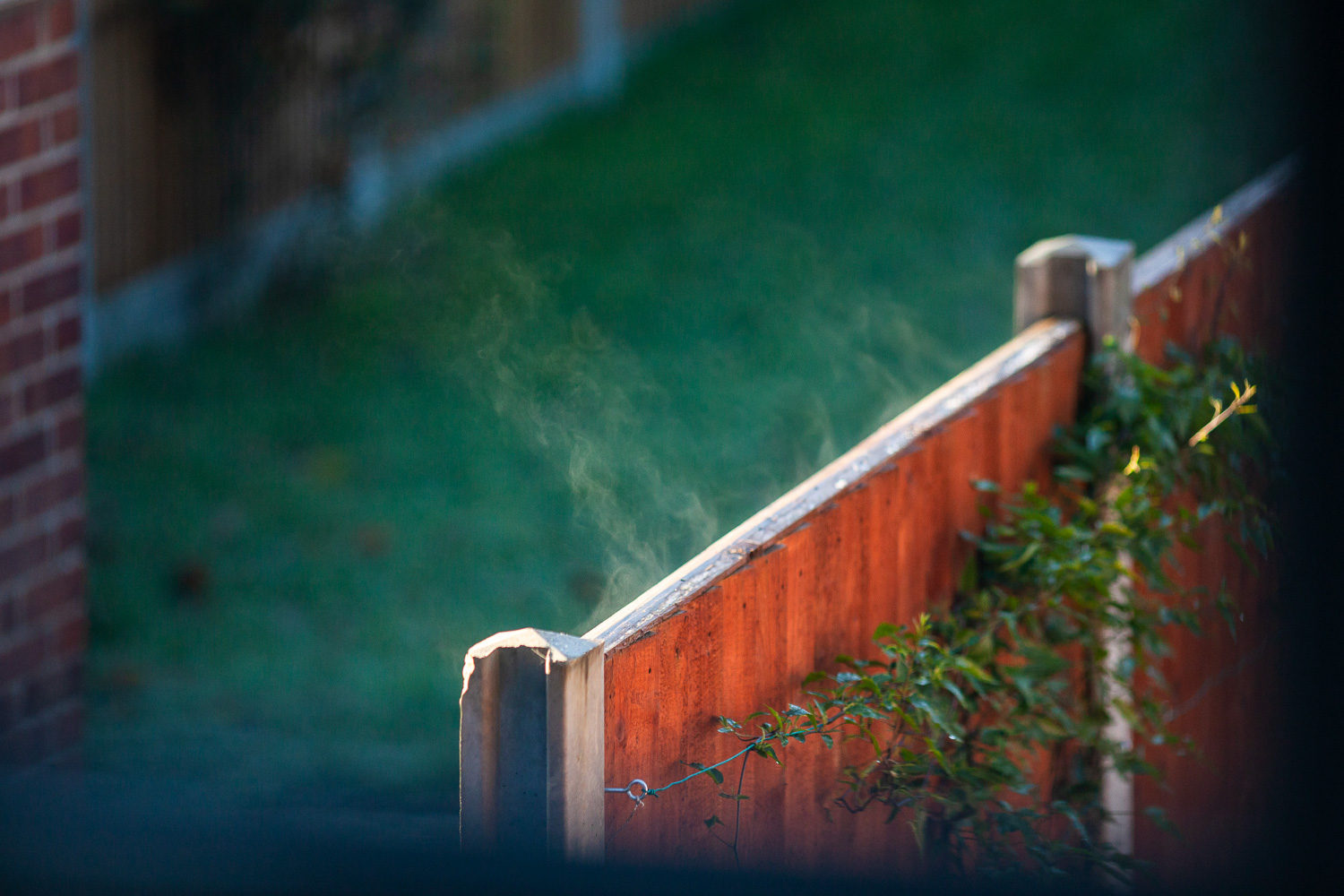 Photograph taken through an upstairs window (the window frame is slightly visible out of focus at the bottom and right of the frame) of a wooden fence with concrete poles, steam coming up from the left-hand side. Behind the fence to the left is a garden with a lawn, part of a brick wall and another fence out of focus in the distance. On the right hand side of the fence is a leafy climbing plant.