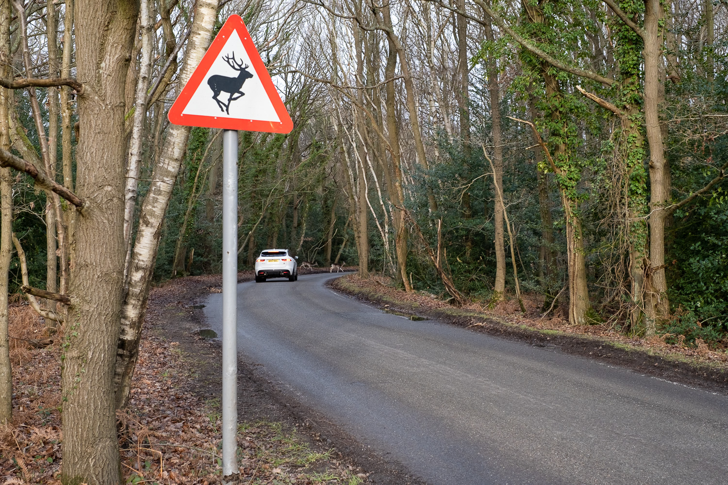 Photograph of a road through a forest, with a road sign warning of deer in the foreground to the left. Towards the centre of the frame, at the far end of the road, a white car is stopped as deer run across the road in front of it.