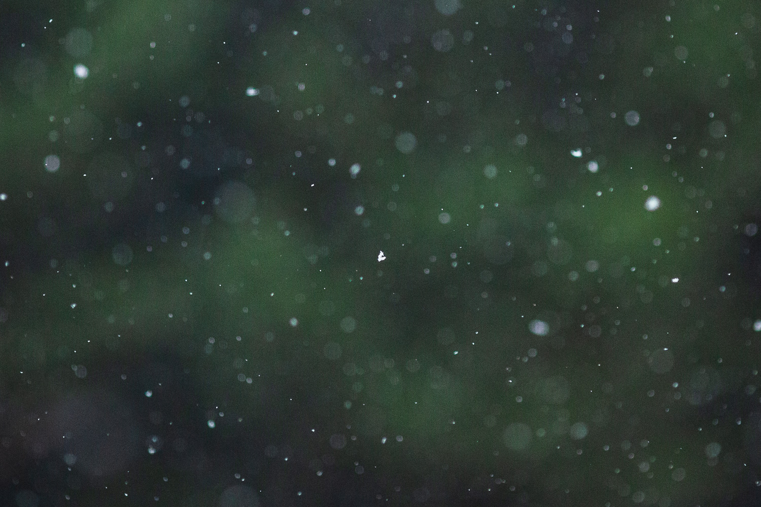 Photograph of snowflakes falling, with selective focus on a single flake, other flakes out of focus around them and trees blurred behind.
