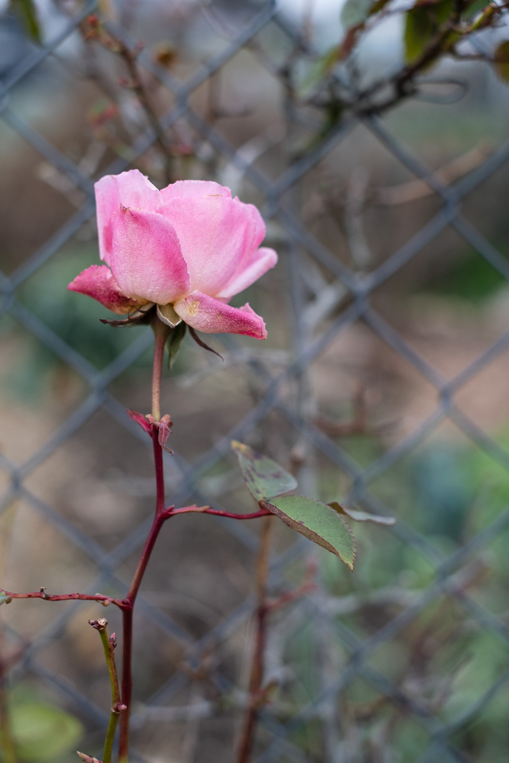 Photograph of a pink rose in bloom against a wire fence with blurred plants behind.