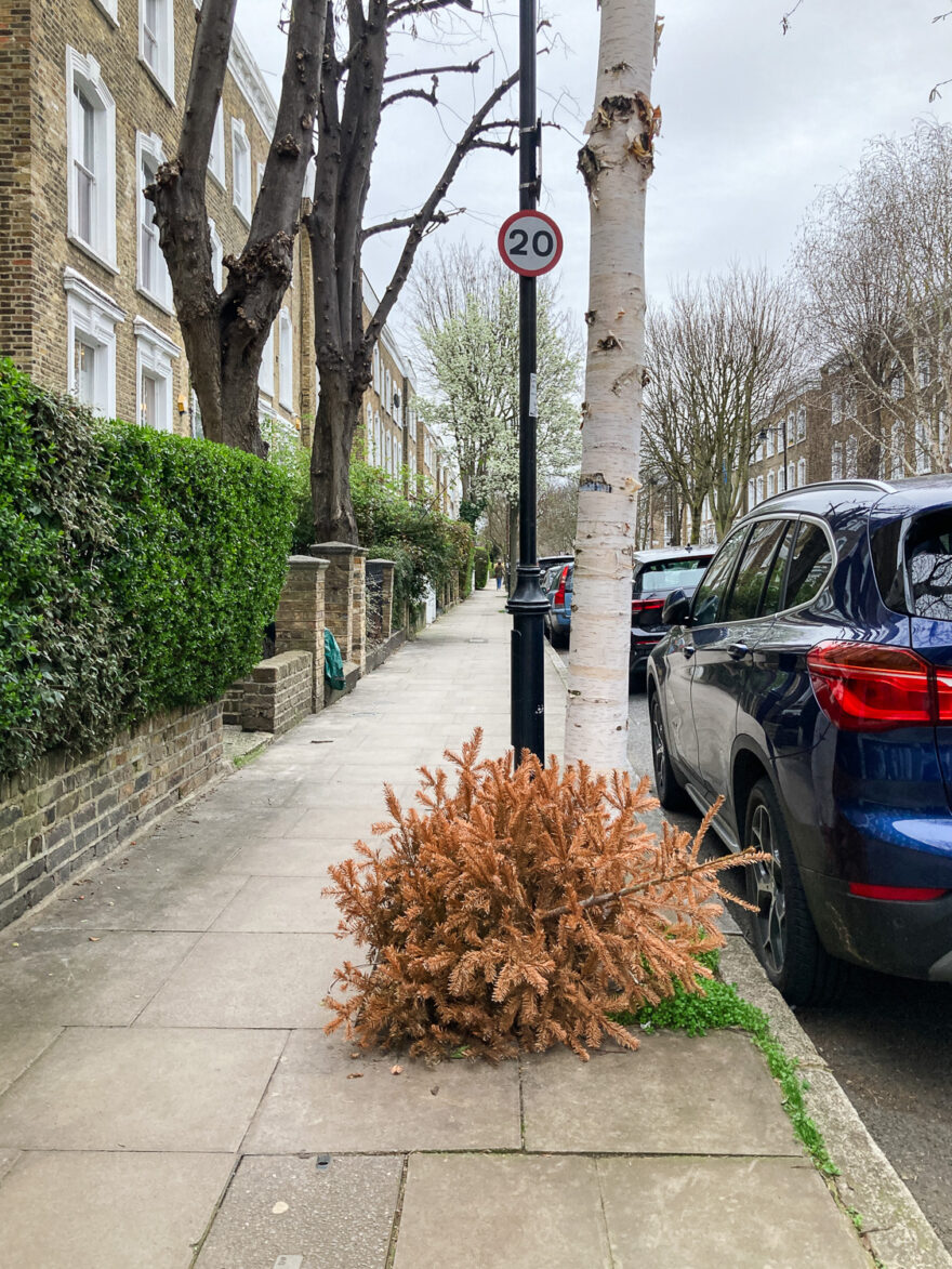 Photograph of a brown, dead Christmas tree on a pavement, with a blue car to the right, houses with walls and hedges to the left and a pole with '20' on a sign and the white trunk of a silver birch behind.