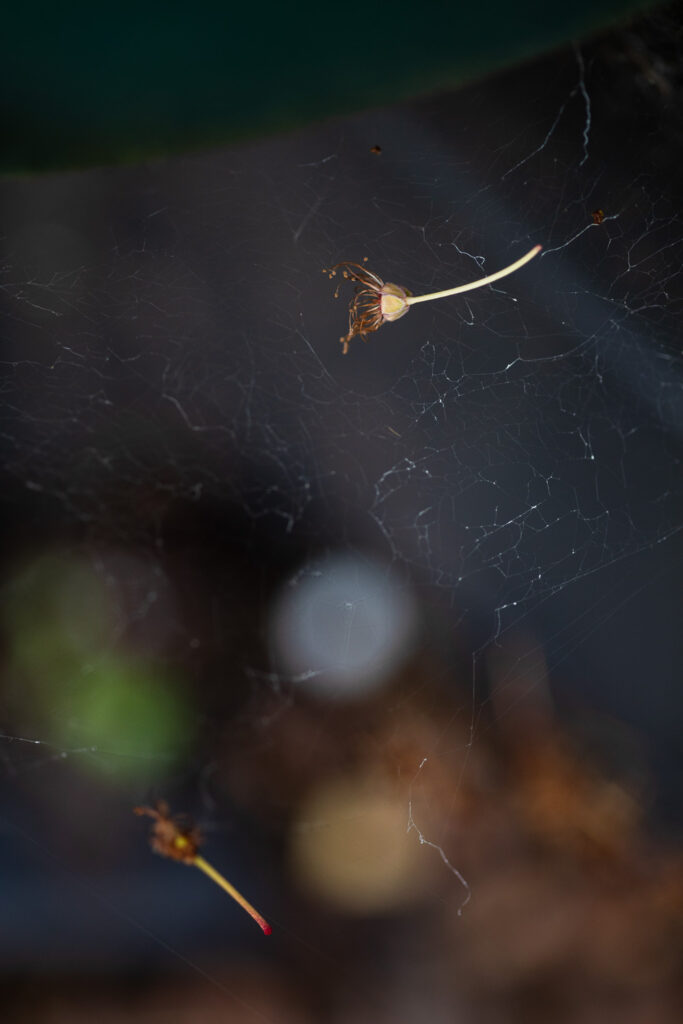 Selective focus photograph of a dying piece of blossom caught in cobwebs, top right of the image, with out of focus shapes behind, and another piece of blossom lower down to the left.