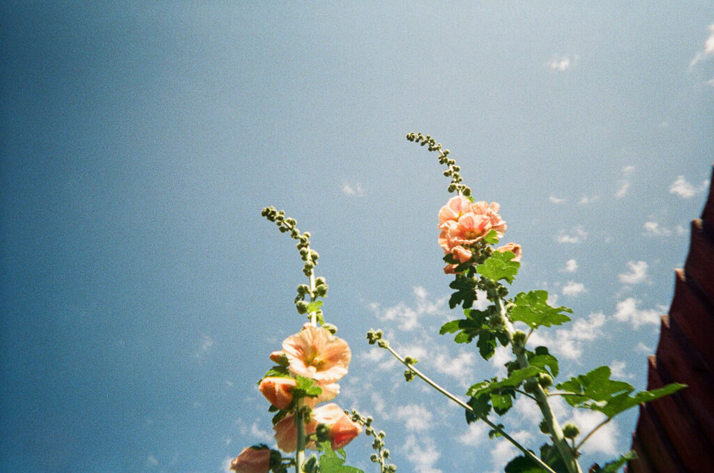 Photograph looking up at two hollyhocks with peach flowers, with blue sky with small clouds above it and a bit of wooden fence visible to the right of the frame.