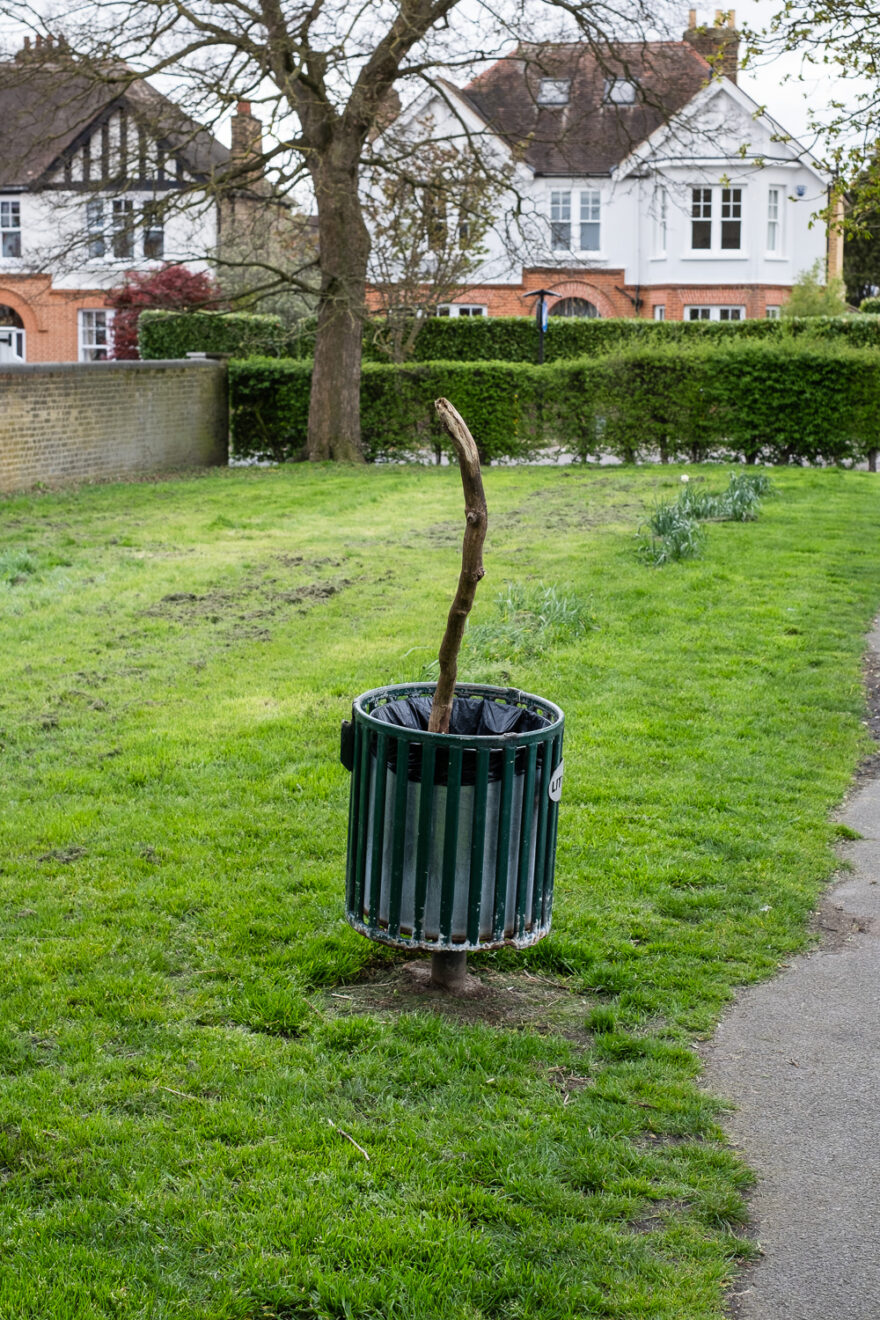 Photograph of a green metal bin with a large branch of a tree poking out the top. The bin is on a grassy area, with hedges, a tree and large houses visible in the background.