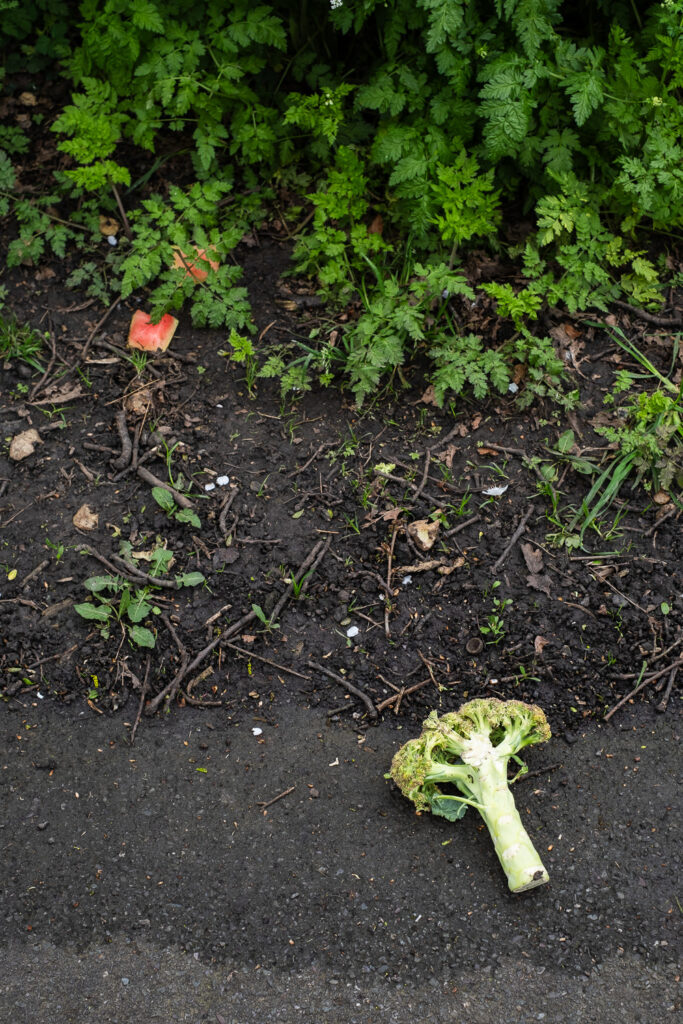 Photograph of an area of tarmac with soil and greenery behind. On the tarmac is a piece of brocolli and some chunks of watermelon are visible in the greenery.