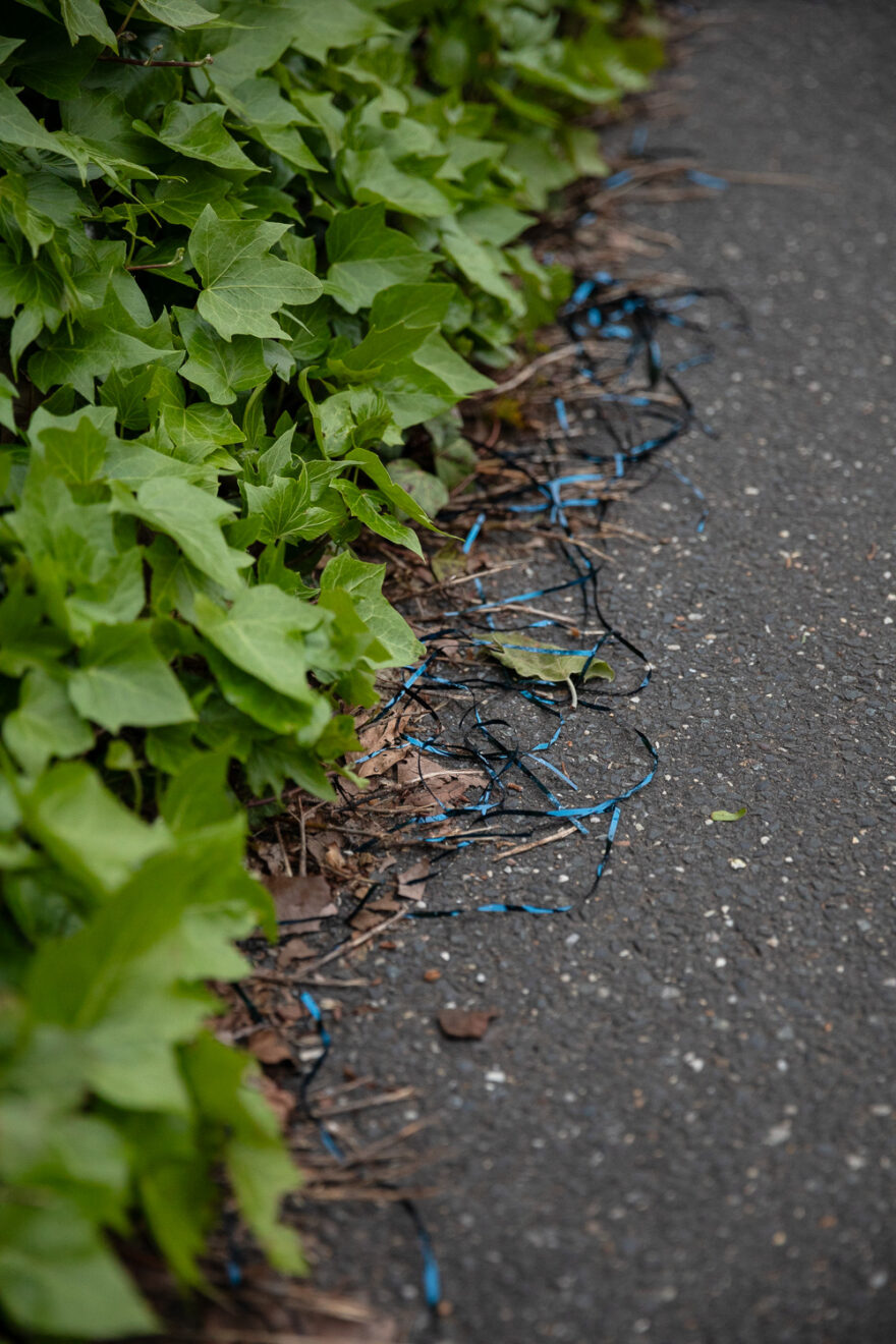 Photograph of a thin blue and black plastic tape in a long squiggly mess at the side of a tarmacked pavement, with dead leaves and a bank of green ivy leaves to the left.