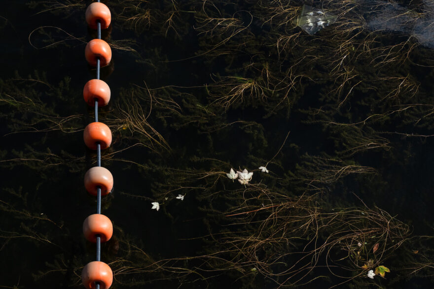 Stockholm, Sweden, August 2024. Photograph looking down into a river, with round orange floats connected with black poles to the left, weeds across the dark water and fallen leaves catching the light on the surface.