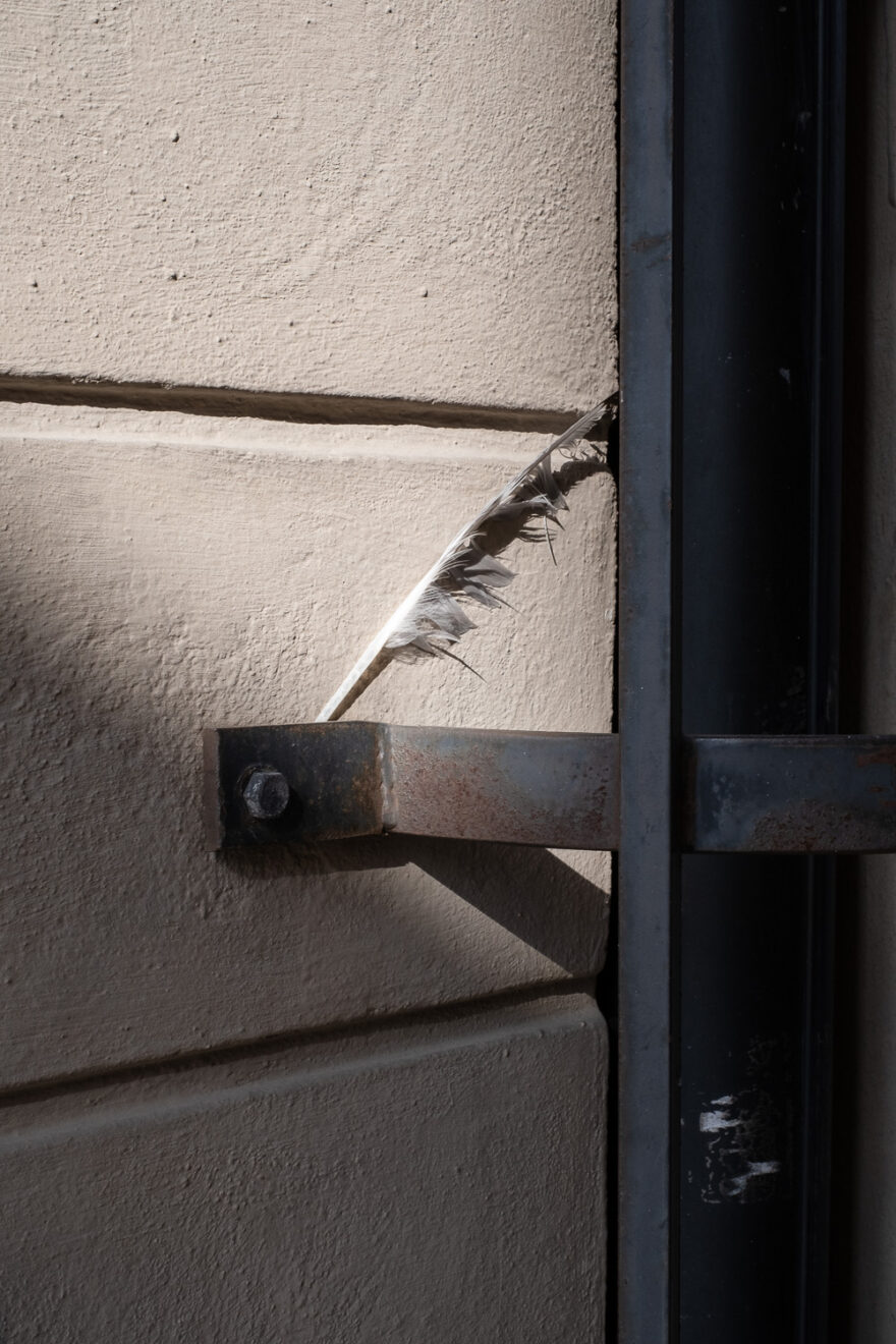 Photograph of a worn-looking feather wedged into a metal bracket attached to a metal bar to the right. Sunlight is falling on the feather so it looks like it's in a spotlight, with shadow below.