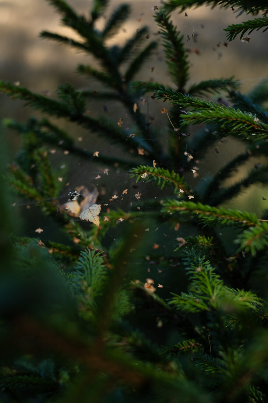 Grinda, Sweden, August 2024. Photograph of tiny leaves/petals caught on cobwebs around pine foliage, which looked to me like star glitter sprinkled on a Christmas tree.