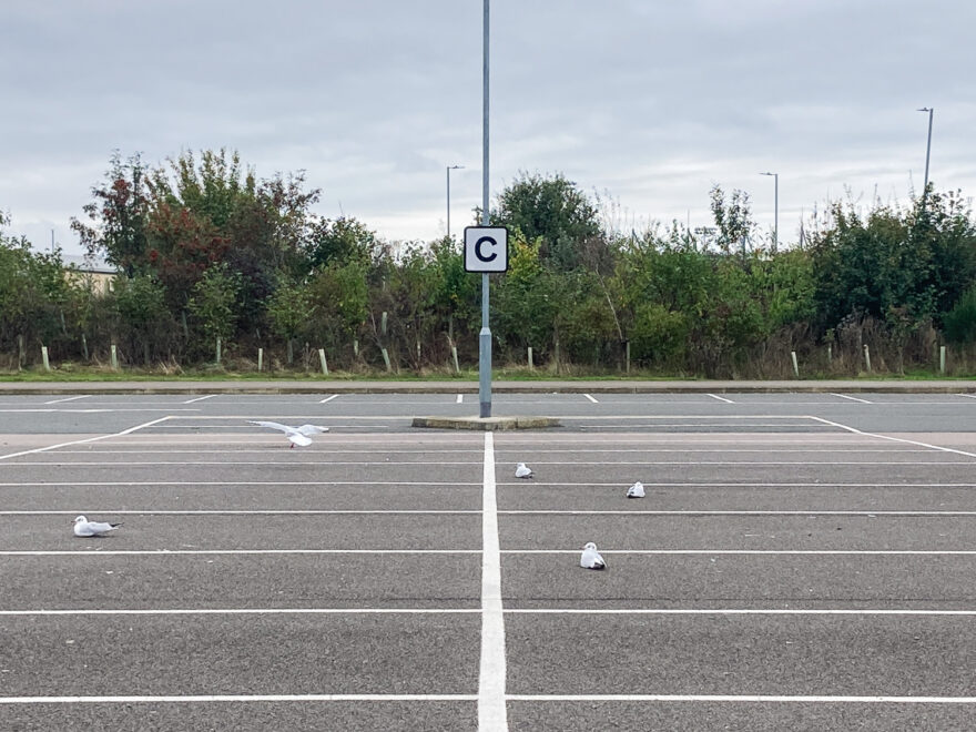 Photograph of a carpark with 5 seagulls sitting in the spaces that are marked out with white painted lines, one of them stretching its wings out as it's just landed. In the centre is a metal pole with the letter 'C' in black on a white square mounted on it. Behind is a hedge with plants and tree protectors, and grey sky above.