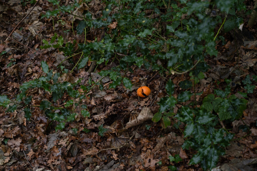 Photograph of a satsuma peel on the ground, which is covered in fallen leaves. In the foreground, out of focus, are branches of holly leaves.