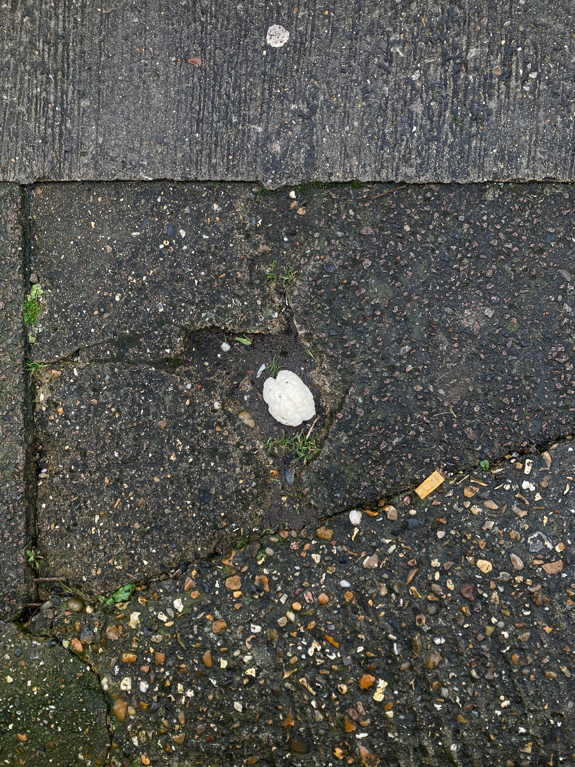 Photograph of a plastic or candy brain on a cracked section of pavemets, surrounded by concrete.