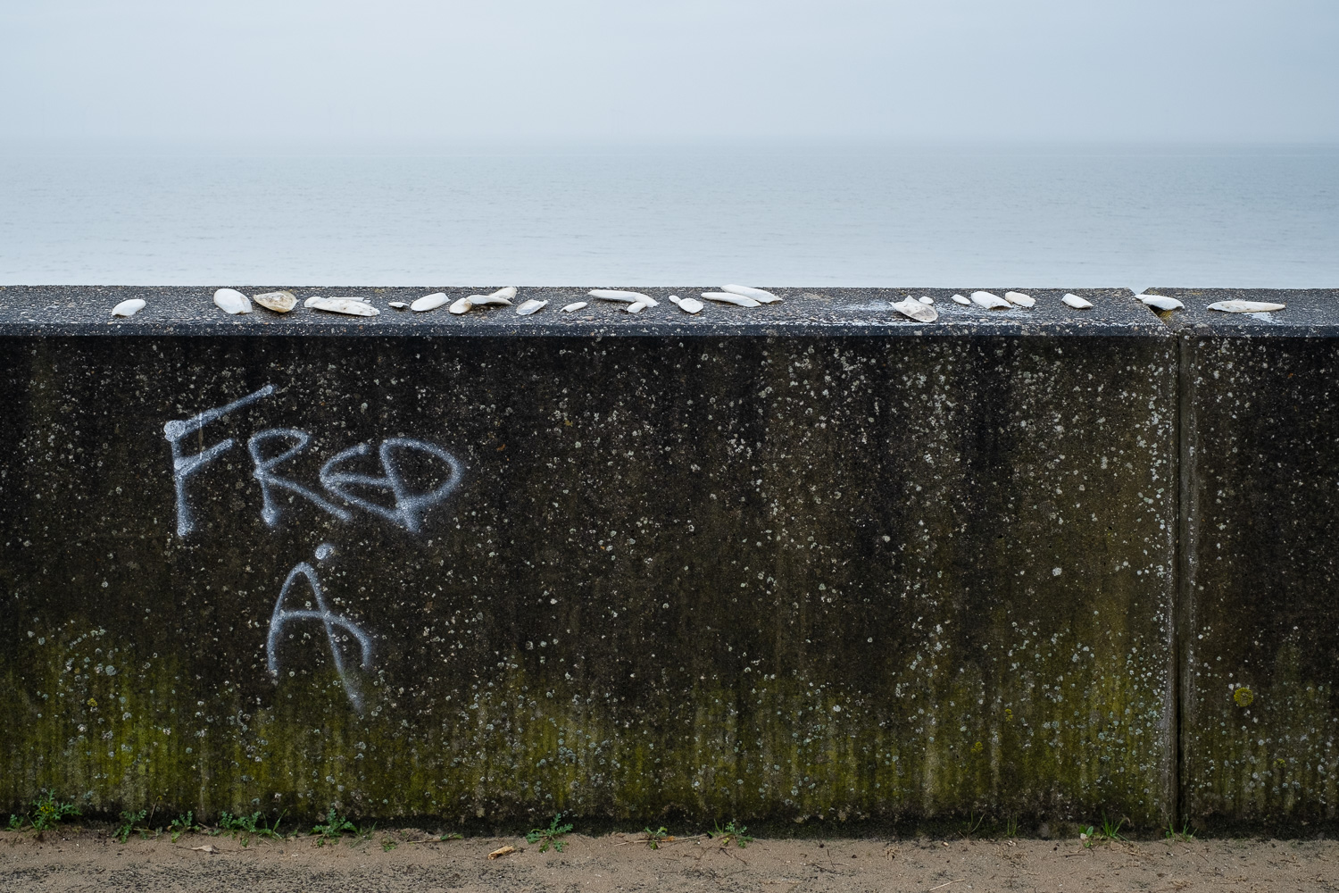 Photograph of lots of cuttlefish laid out on the top of a concrete wall, with the sea visible behind and 'FRED, A' spray painted in white to the left, with lichen and mould on the wall, and a small strip of sandy path with little weeds growing along the bottom.