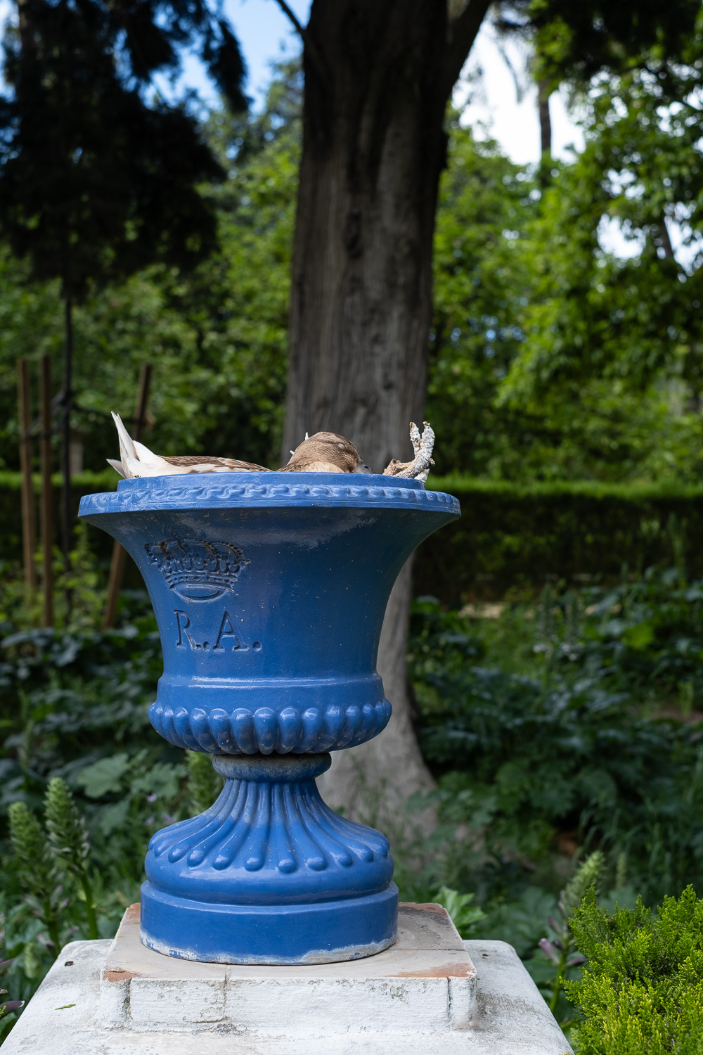 Photograph of a duck sleeping in a blue ceramic pot in a Spanish garden. Behind are plants and a tree.