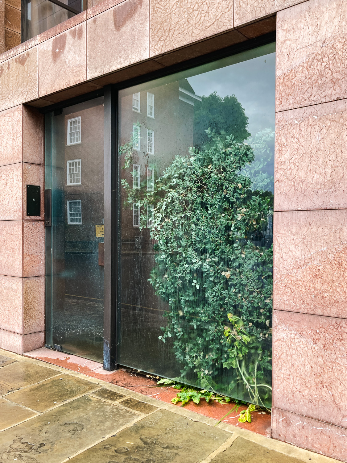 Photograph of large glass window framed by red/pink tiles, with a large foliage-covered plant squashed against the glass from the inside.