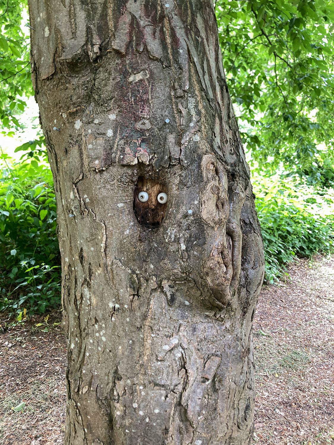 Photograph of a tree trunk with two screws surrounded by white plastic in a hole in a tree, looking like eyes of a creature peeking out.