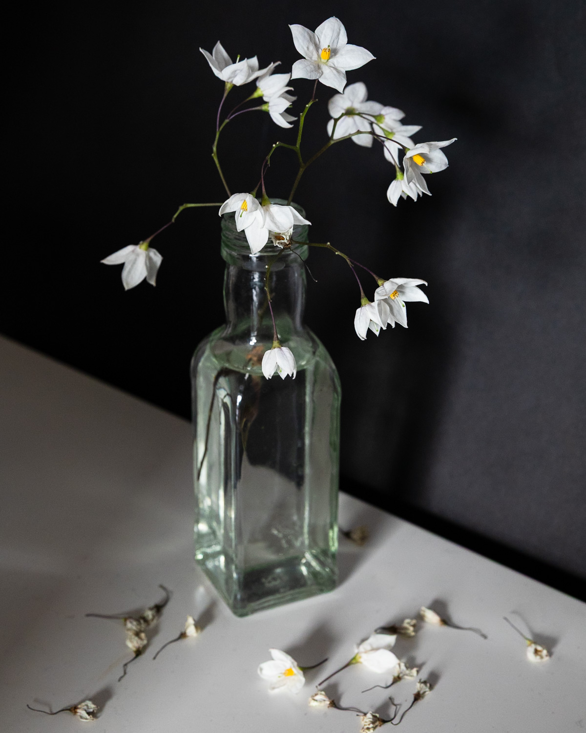 Photograph of a glass bottle with potato vine flowers against a black background. Some flowers have withered and fallen on to the white desk below.