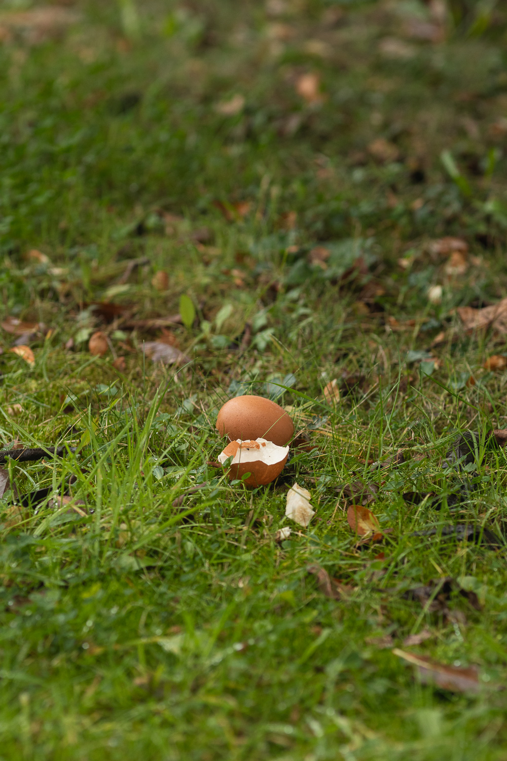 Colchester, UK, November 2025