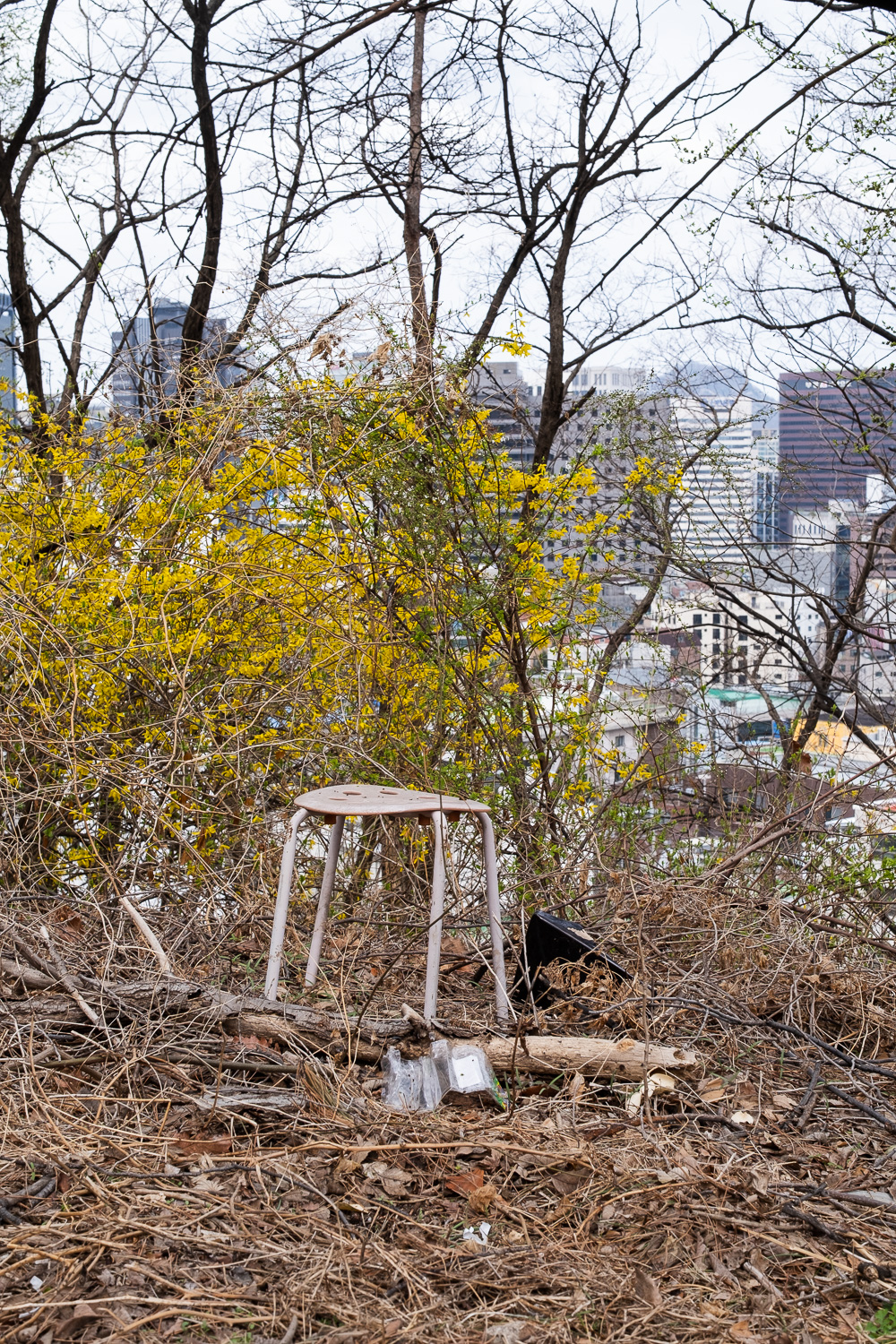 Photograph of a plastic and metal stool in an area of fallen branches, with yellow forsythia behind, and a cityscape in the distance behind that.