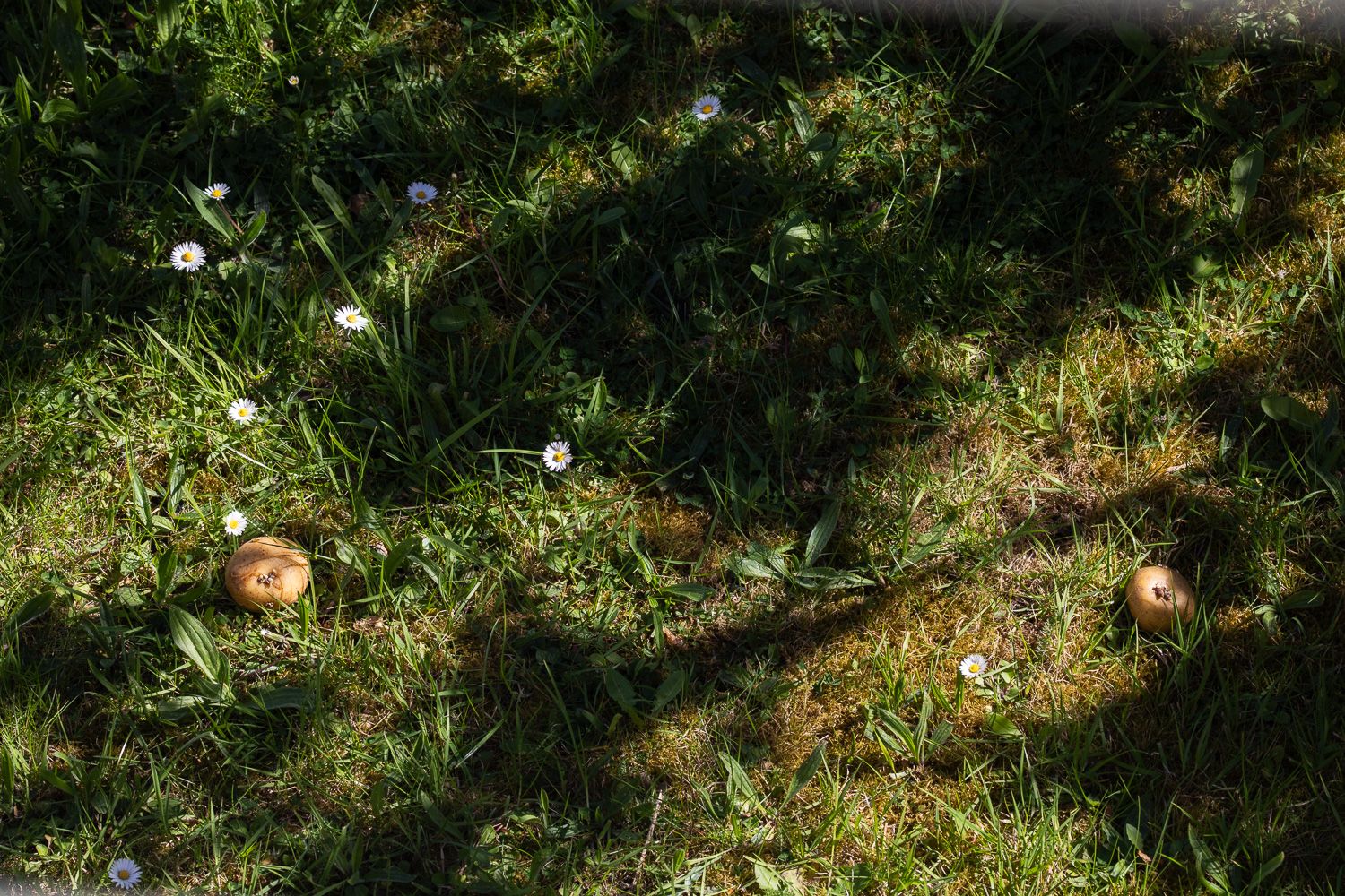 Photograph of two potatoes on a mossy lawn with daisies to the left and dappled light across them.