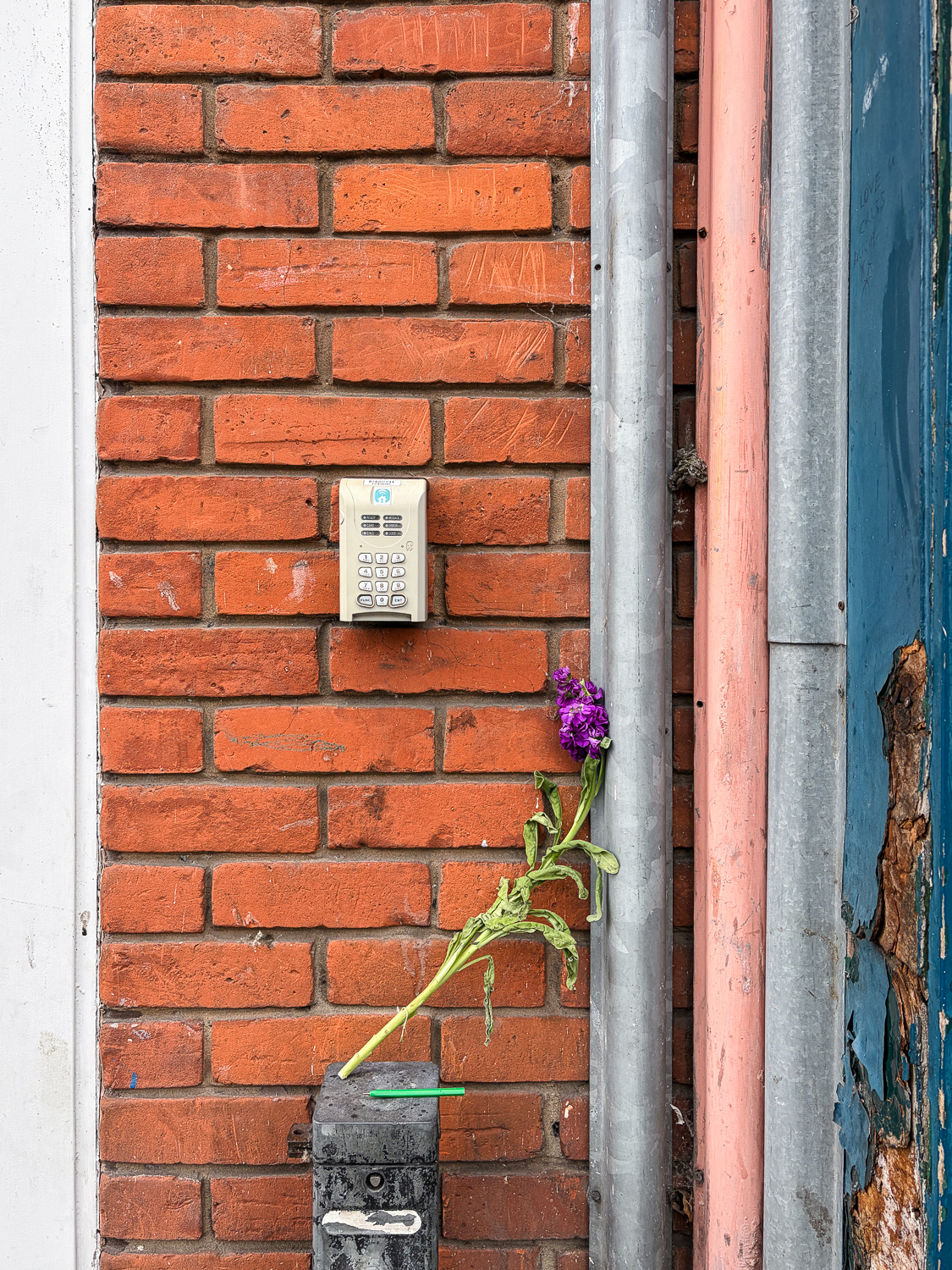Photograph of a purple cut flower placed on a metal box and leaning on a downpipe against a brick wall. There's an entry keypad in the middle of the frame and bits of doorframes to the left and right edges.