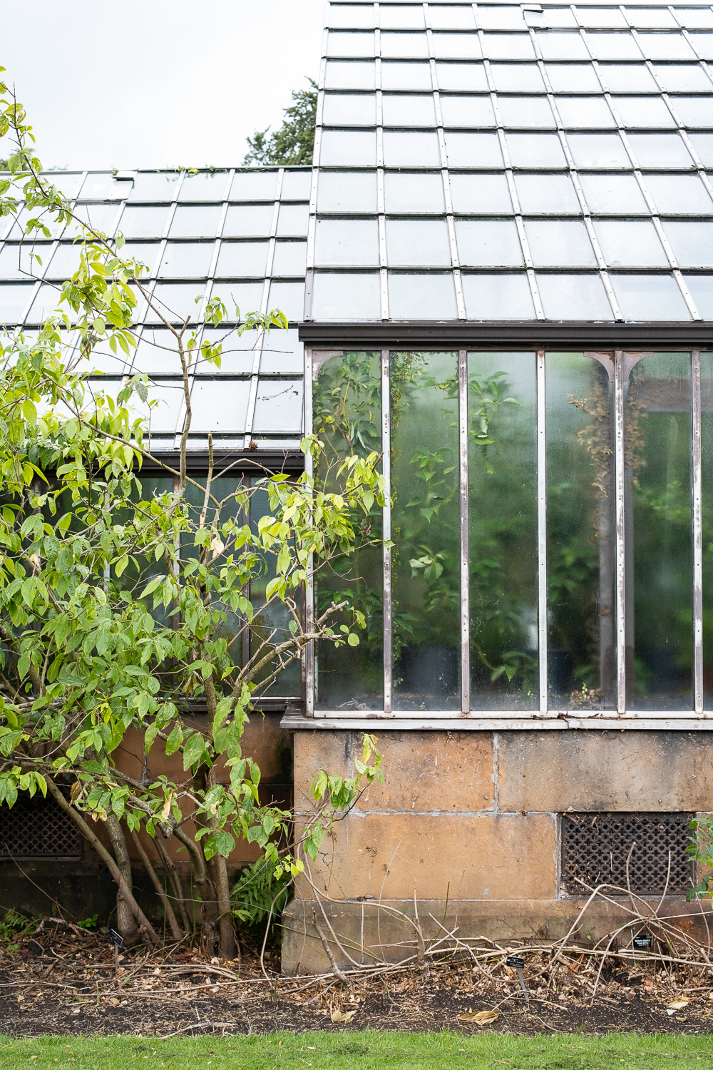 Photograph of a large greenhouse with leafy green plant to the left, outside and plants pressed against the inside.
