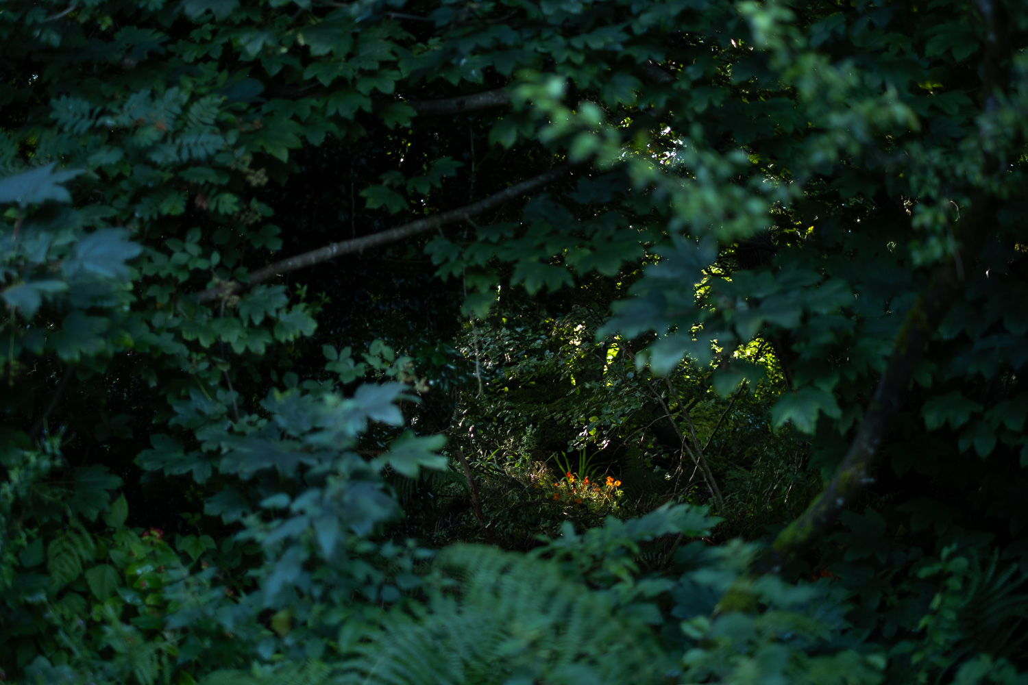 Photograph looking through thick foliage, which is blueish green in colour in the evening light, to a small cluster of orange nasturtium catching the warm sunlight in an opening through the trees.