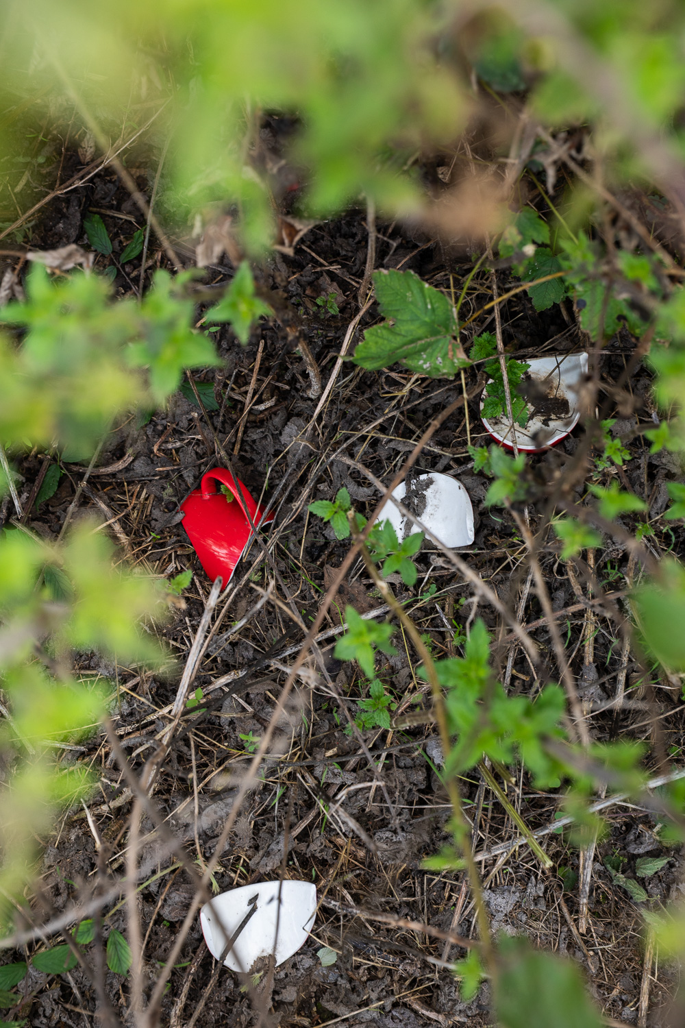 Photograph looking down at 4 large pieces of broken mug, 3 showing the white inside and one top left showing the red exterior with handle. sticks and plants surround them.