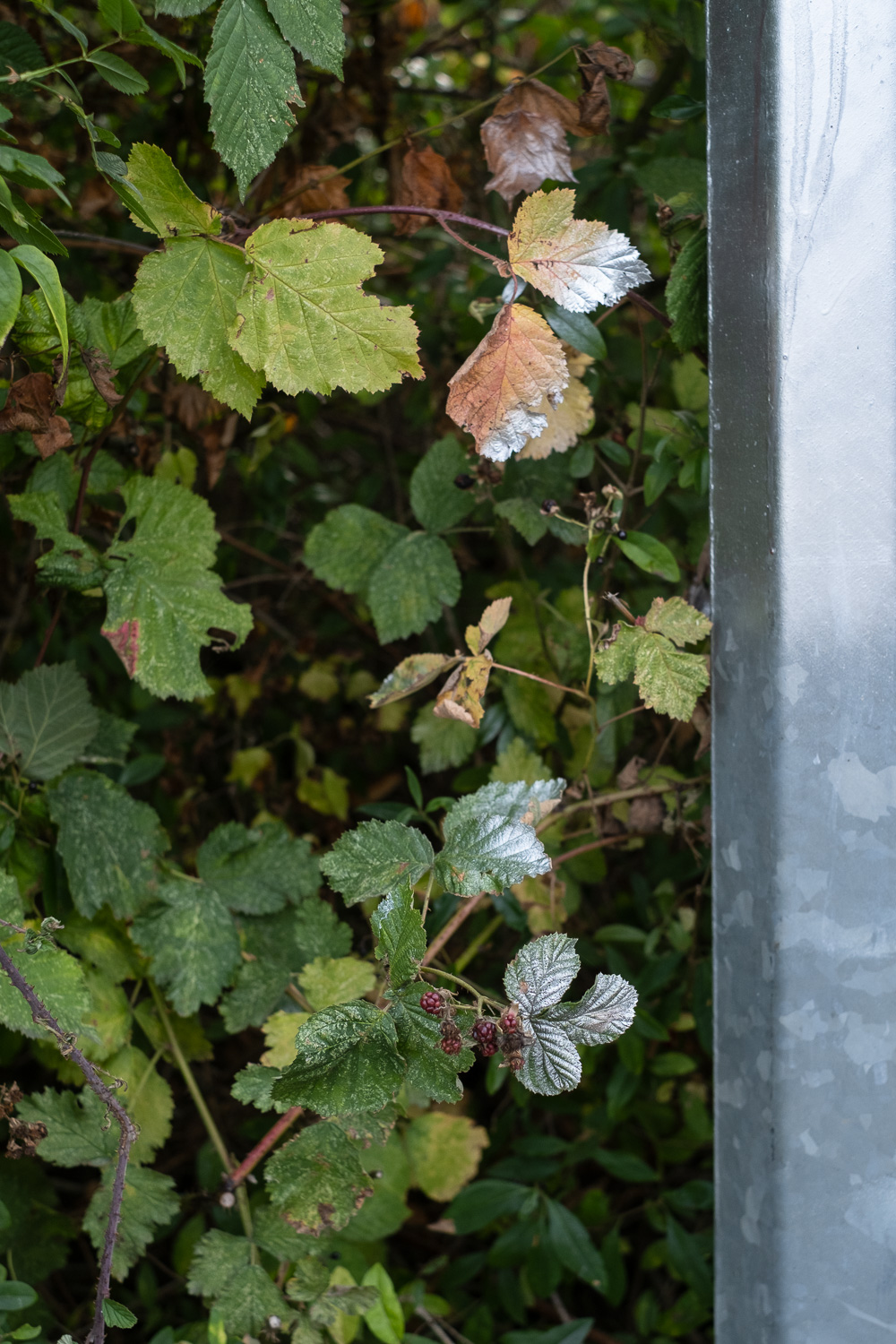 Photograph of bramble plants with a few ripening blackberries, with silver spray paint across some of the leaves, close to a metal pole that has been sprayed silver at the top.