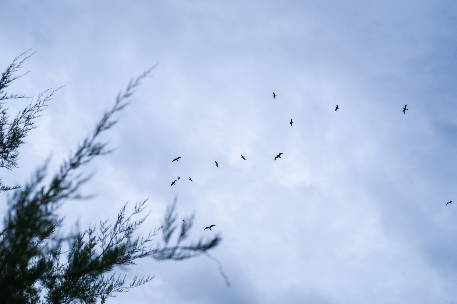 Photograph looking up at the sky with several seagulls flying overhead. In the foreground are branche of trees, out of focus. The image has a blue tinge.