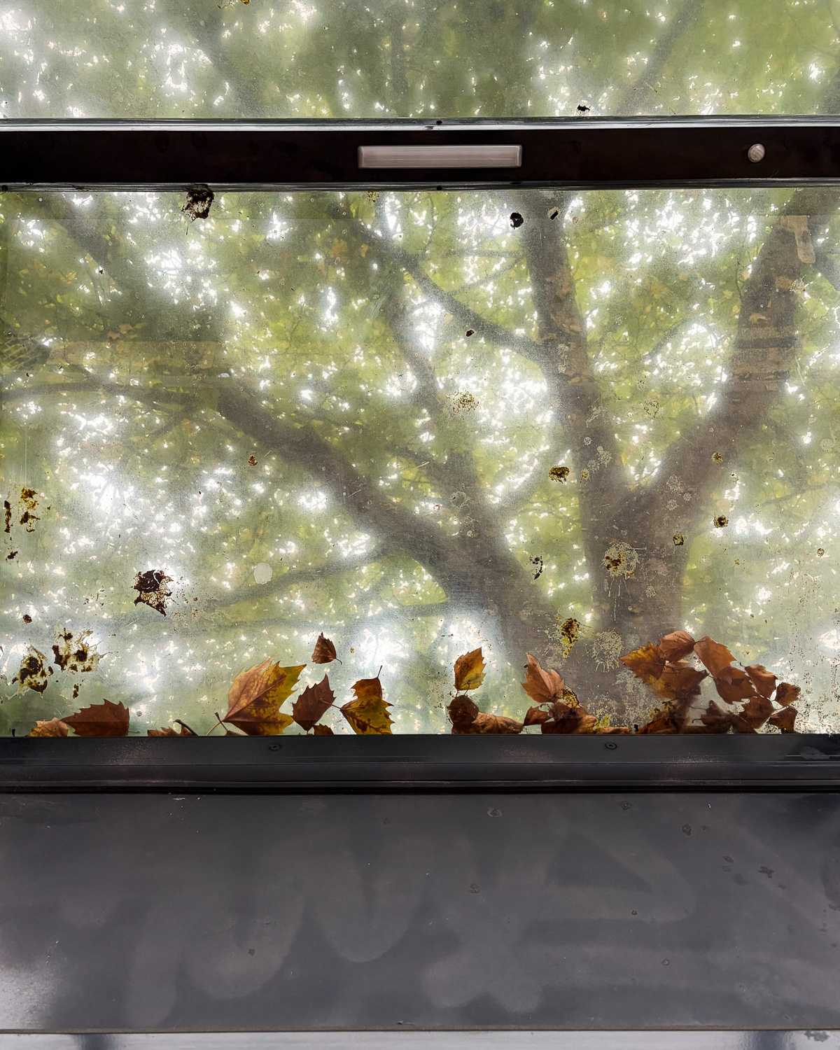 Photograph of fallen leaves on a glass bus stop roof, with a large tree in the distance behind. At the bottom of the frame graffiti is covered in black paint on the black frame.